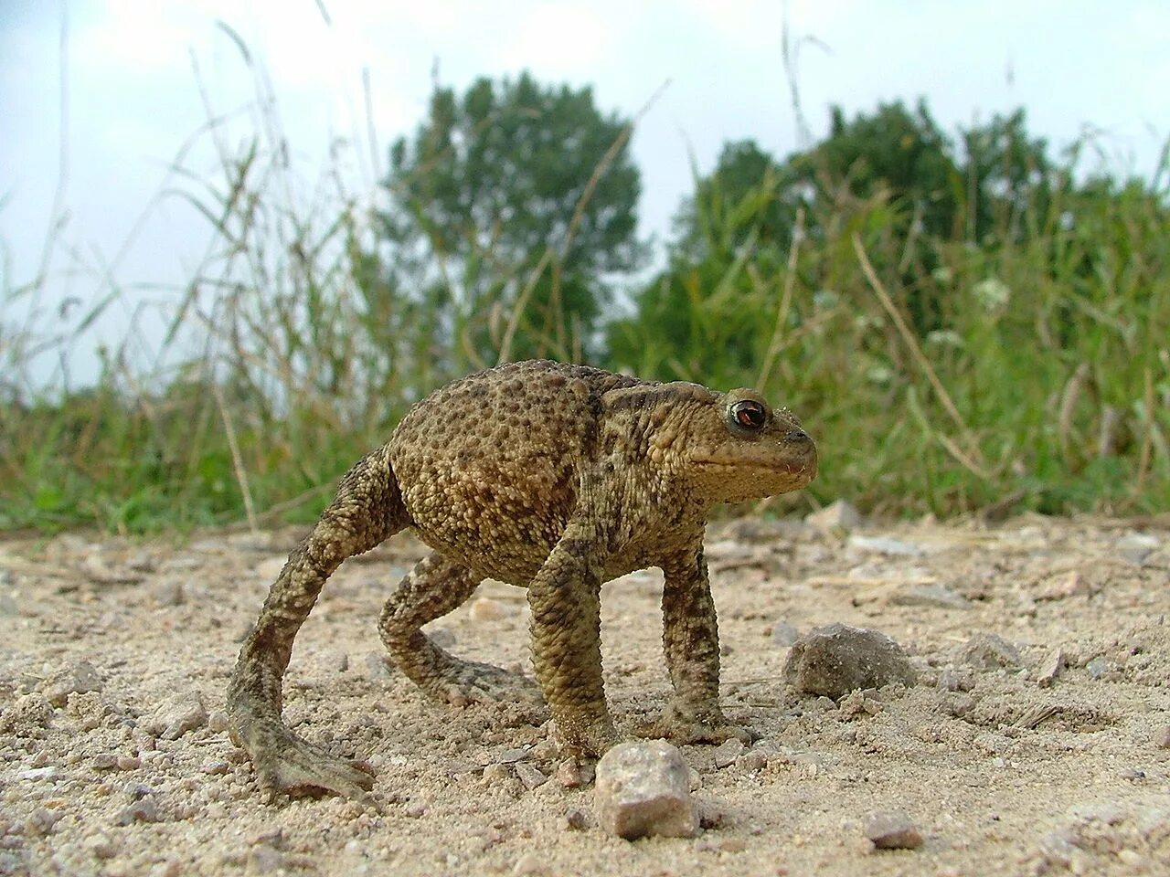 Угрожающие позы. Серая жаба. Кавказская жаба Bufo verrucosissimus. Жаба Буфо Буфо. Тростниковая жаба в Австралии.