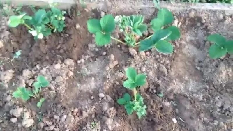 Мужские кусты клубники. Кустик земляники. Мужские кусты клубники. Мужские кусты клубники. Куст земляники.