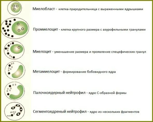 Форма ядра сегментоядерных нейтрофилов. Этапы дифференцировки нейтрофилов. Стадии нейтрофилов. Нейтрофилы по степени зрелости. Стадии нейтрофилов.