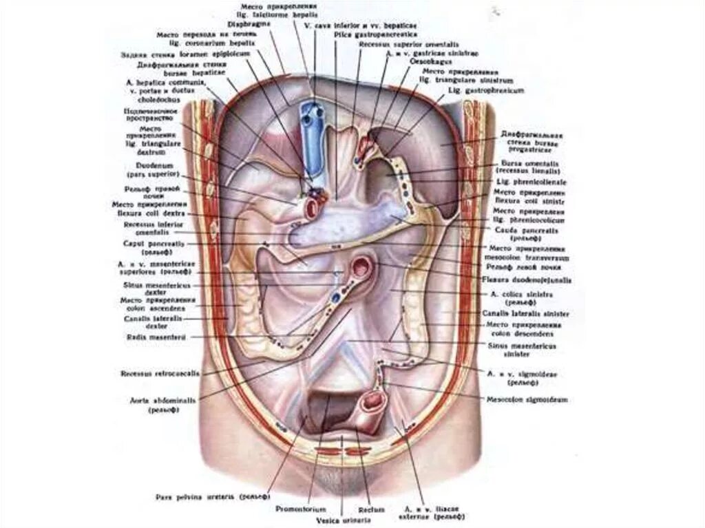 Строение брюшной полости у женщин. Органы брюшной полости человека вид сбоку. Анатомия брюшной полости мужчины. Анатомия внутренних органов брюшной полости мужчины.