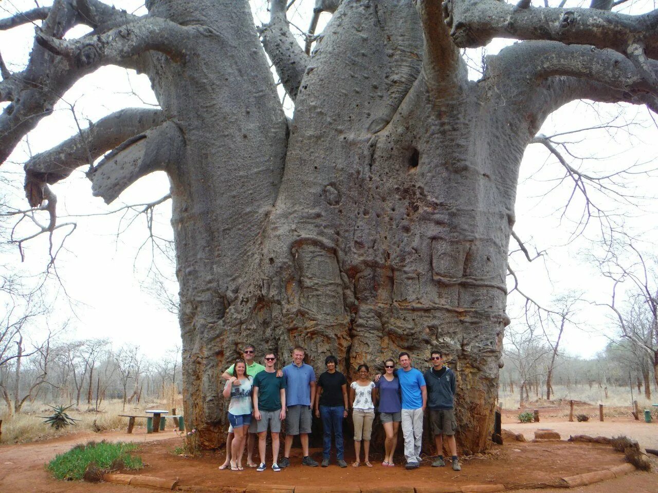 Баобаб (Адансония пальчатая. Дерево Бао баобаб. Самое толстое дерево в мире баобаб. Исполинский баобаб.