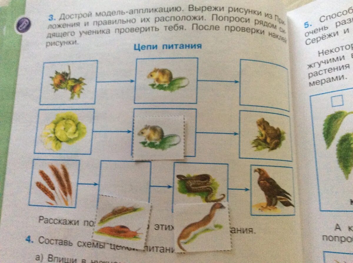 Окружающий мир второй класс страница 95. Цепи питания окружающий мир. Цепи питания 2 класс окружающий мир. Цепи питания 3 класс окружающий мир. Аппликация пищевая цепочка.