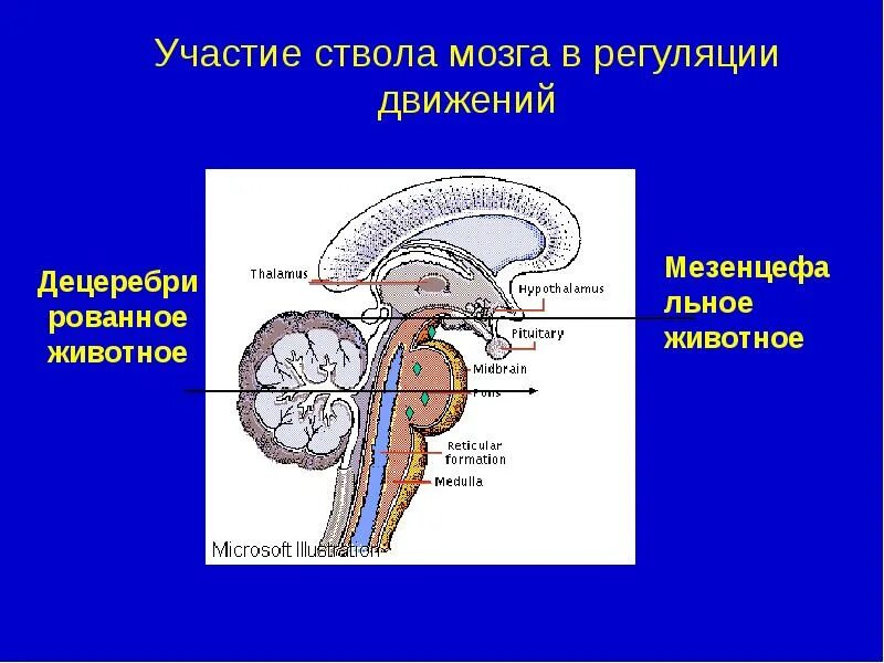 Структура ствола мозга включает. Ствол мозга. Ствол мозга участие в регуляции. Роль ствола мозга в регуляции двигательной системы. Роль стаола мощгав движении.