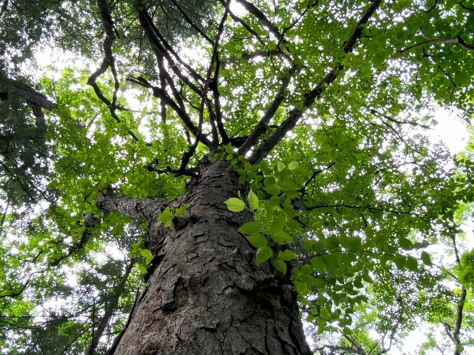 Trees calling