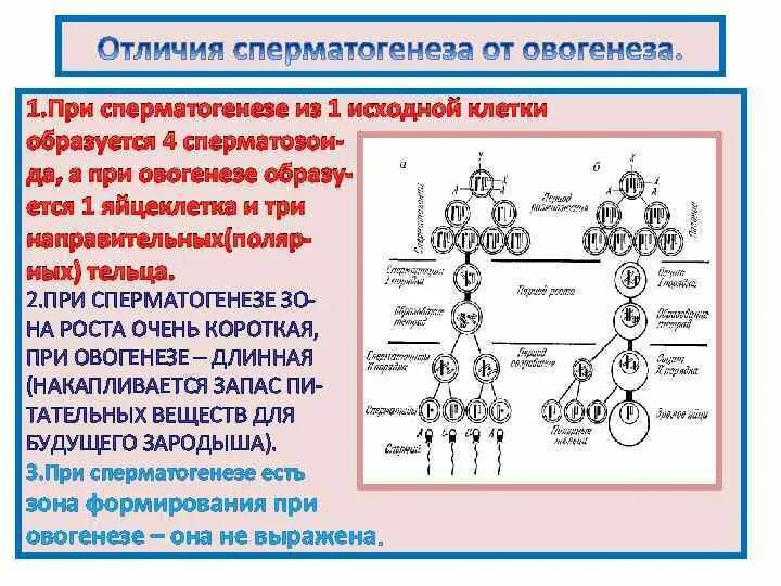 В процессе сперматогенеза. Схема основных этапов сперматогенеза и овогенеза. гуморальная регуляция овогенеза. схема процессов сперматогенеза и овогенеза. гаметогенез и его периоды. отличия сперматогенеза от овогенеза..