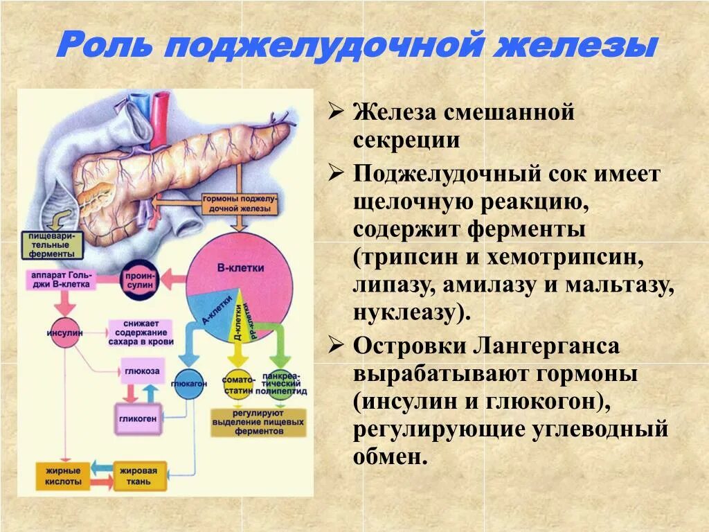 Пищеварительные соки ферменты гормоны. Поджелудочная железа функции в организме. Роль поджелудочной железы в процессе пищеварения кратко. Функции поджелудочной железы. Функции поджелудочной железы в пищеварении.