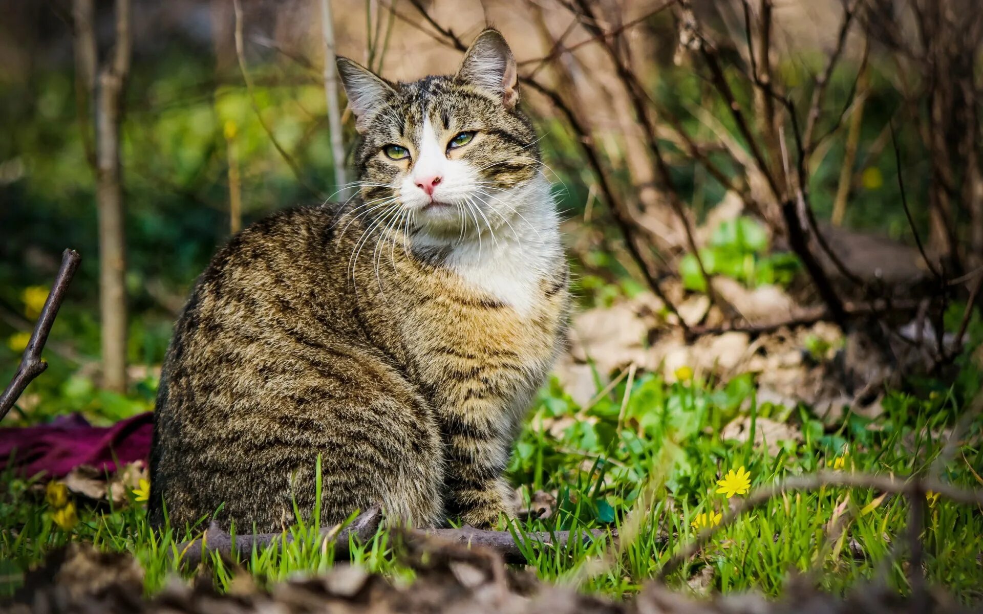 Полосатые коты. Коты на природе. Весенняя кошка.