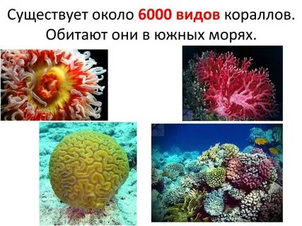 Признаки коралловых