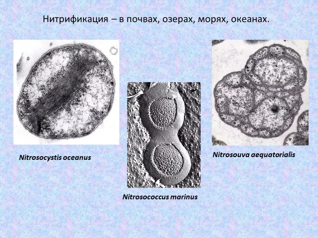 Процесс нитрификации. Nitrosomonas бактерии. Nitrosocystis Oceanus. Нитрифицирующие бактерии в почве. Нитрифицирующие микроорганизмы в почве.