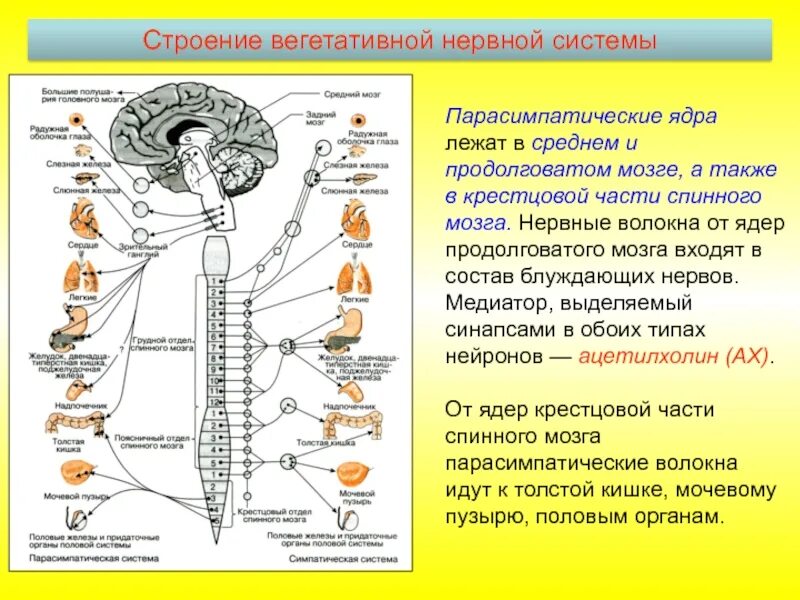 Строение и функции симпатического отдела. Центры парасимпатического отдела вегетативной нервной системы. Ядра центрального отдела симпатической нервной системы. Отделы вегетативной нервной системы строение. В Центральном отделе ядра вегетативной нервной системы.