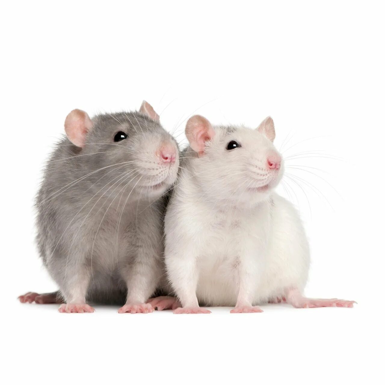 Крыса. Мастомис аргент. Мыши мастомисы. Крыса смеется. Крыса смеется.