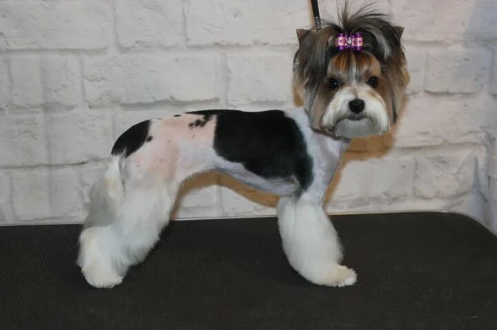 Стрижка бивер йорка. Бивер-йоркширский терьер беби фейс. Бивер терьер. Стрижка бивер йорка. Бивер йорк азиатская стрижка.