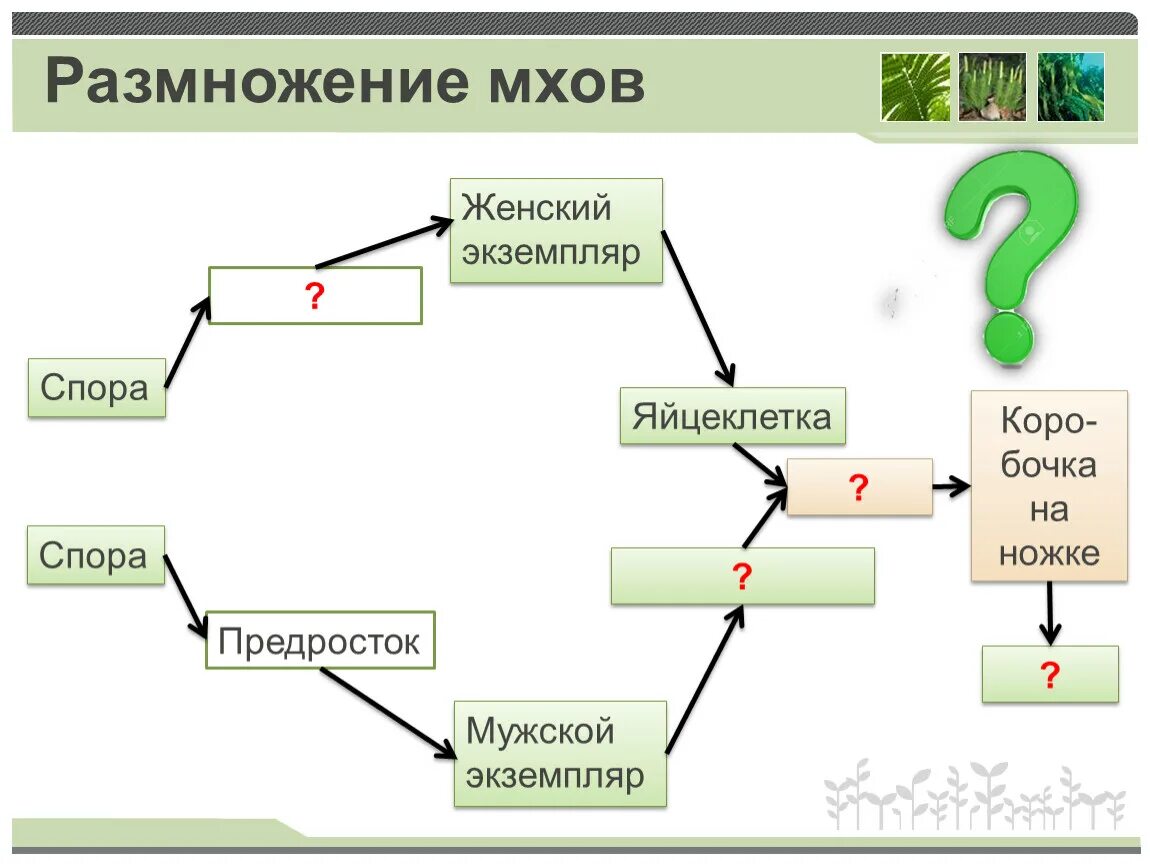 Размножение мохообразных. Размножение моховидных 6 класс. Схема размножения моховидных 6 класс. Половое размножение моховидных схема. Размножение моховидных схема.