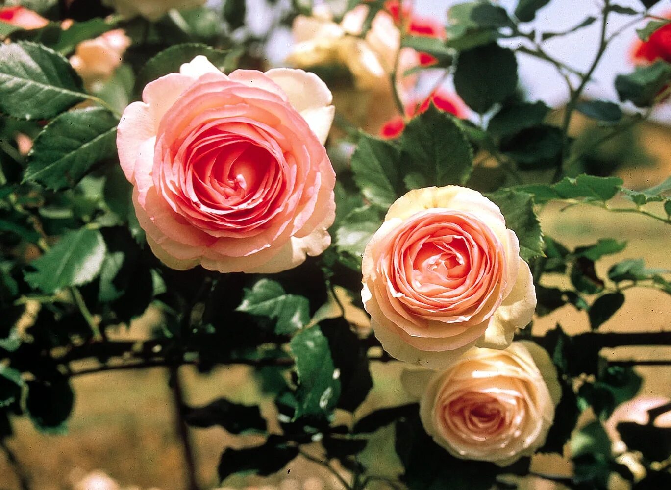 роза отто блю. роза дрим уивер.