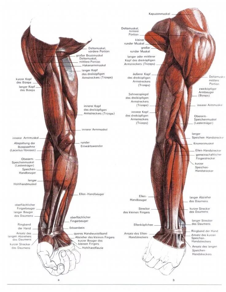 Мышцы человека Баммес. Мышцы плеча Баммес. Анатомия руки человека Баммес. Баммес анатомия мышцы ног.