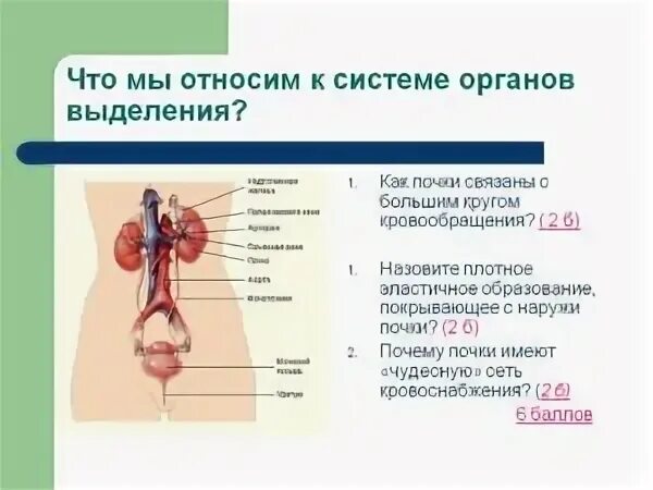 Что не относится к органам