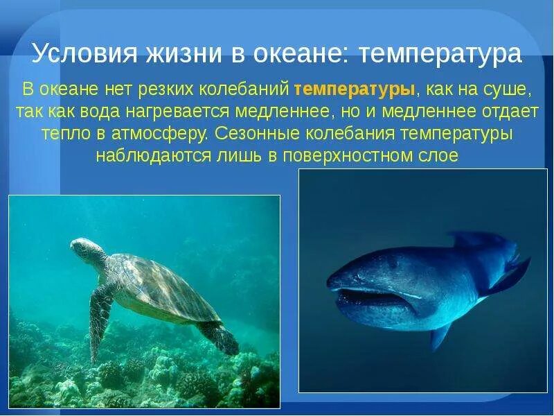 Схема жизнь в океане. Условия жизни в океане. Проект жизнь в океане. Жизнь в океане доклад. Особенности жизни в океане.