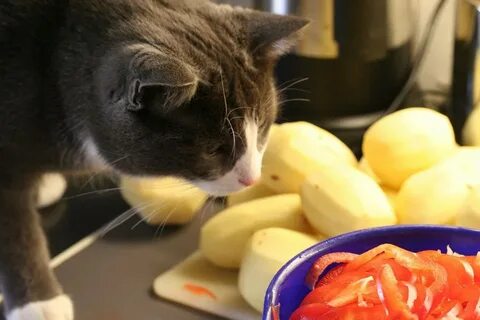 Можно котам картошку вареную