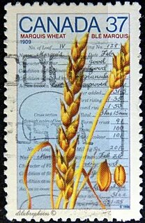 Canada Wheat Stamp 