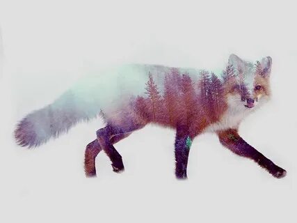 Double fox