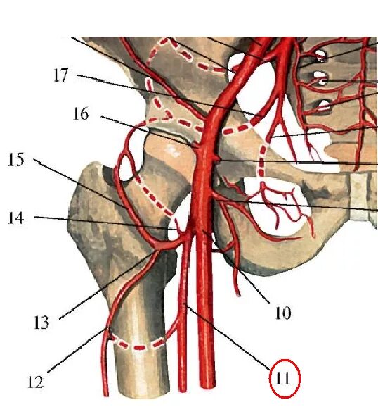 Внутренняя подвздошная артерия анатомия. Бедренная артерия анатомия. Срединная крестцовая артерия. Наружная подвздошная артерия анатомия.