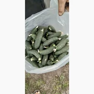 Продам огурец оптом