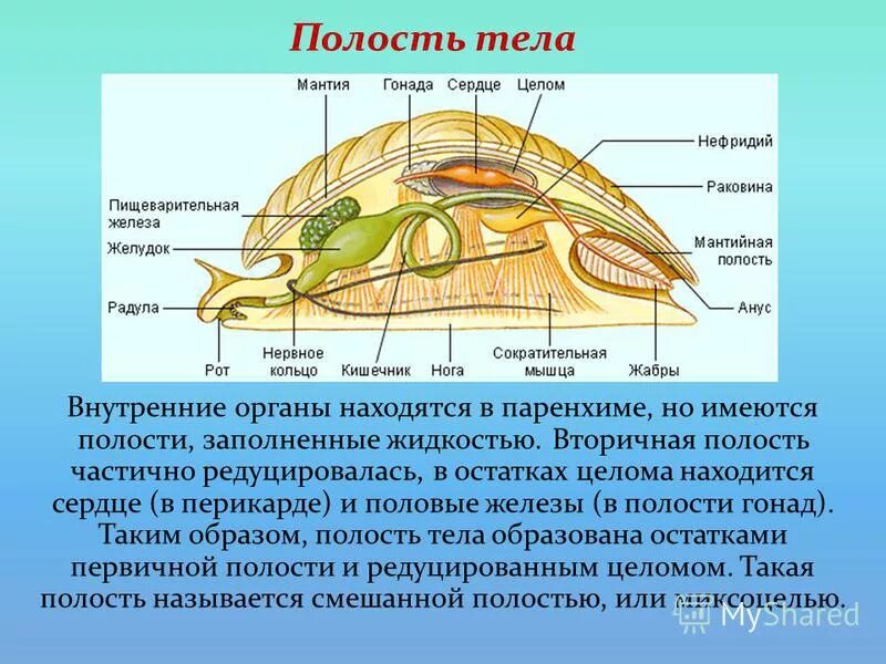 Моллюски тема по биологии 7 класс