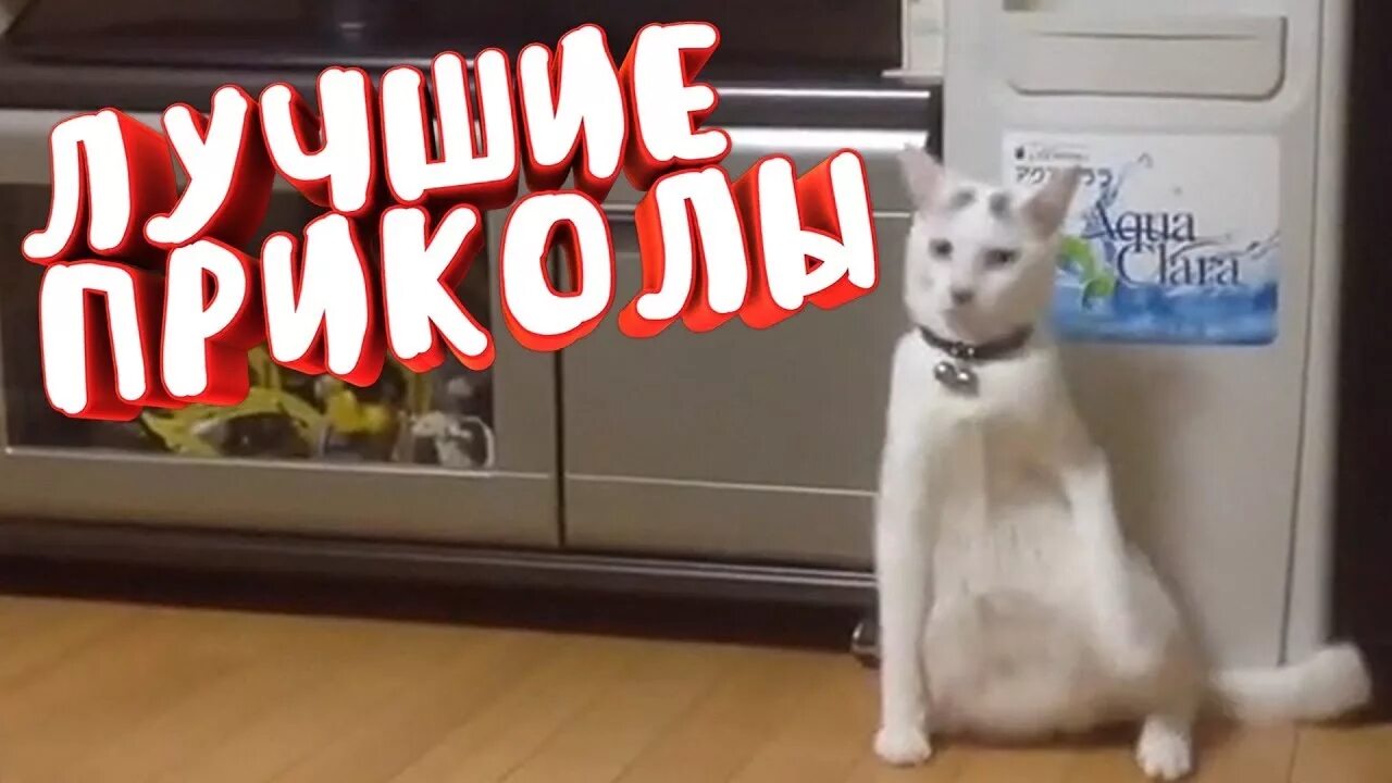 Собака в купальнике. Превью для видео приколов. Приколы не ютуб. Собака на пляже. Самые популярные смешные ролики.