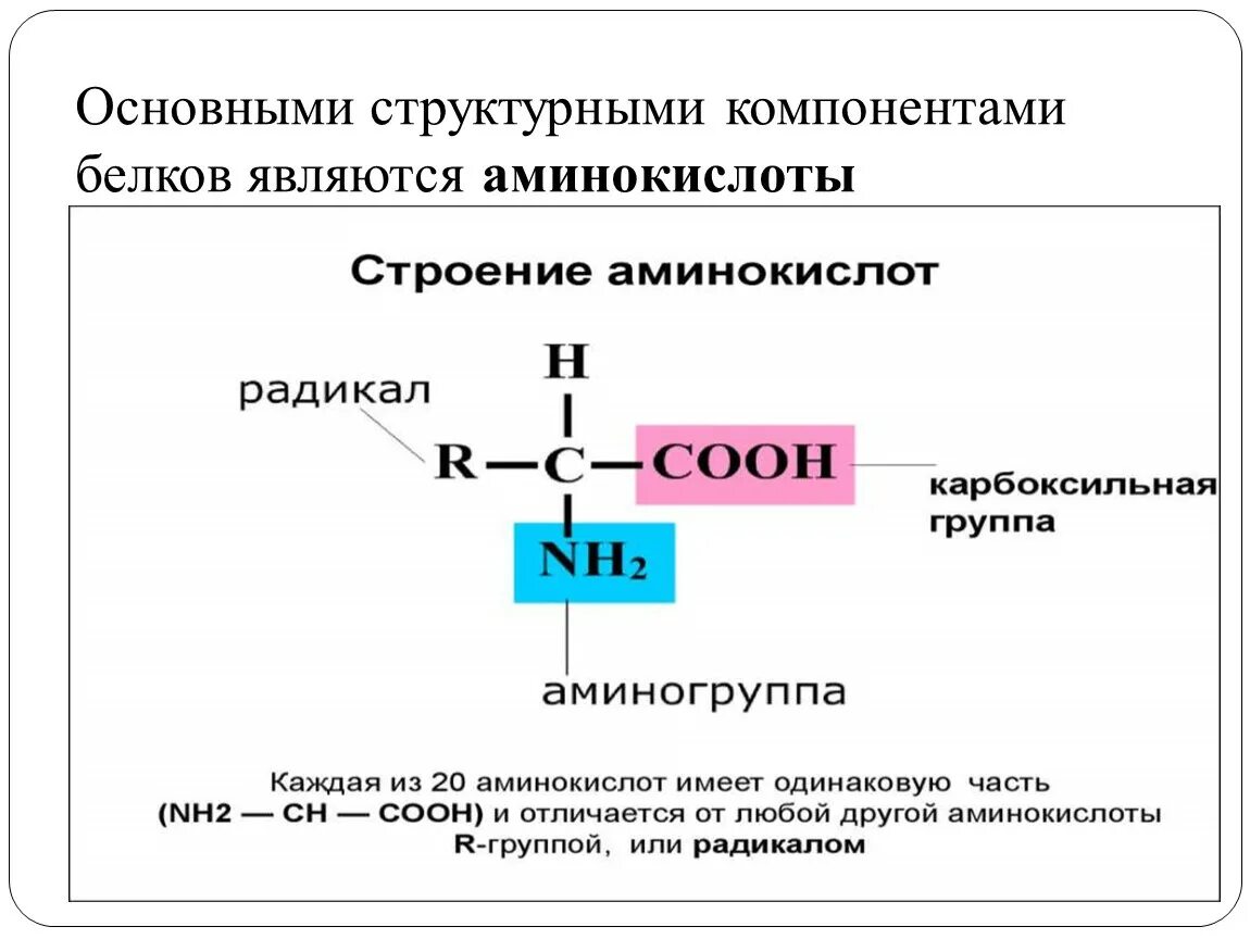 Главные функциональные группы белков. Белки функциональная группа. Структурные компоненты белков. Функциональная группа белков в химии. Основные группы белков