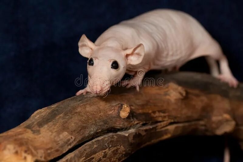 Small bald