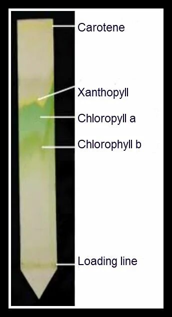 Разделение пигментов листа метод. Хроматография Разделение пигментов. Хроматография пигментов листа. Бумажная хроматография пигментов листа. Разделение пигментов листа методом бумажной хроматографии.