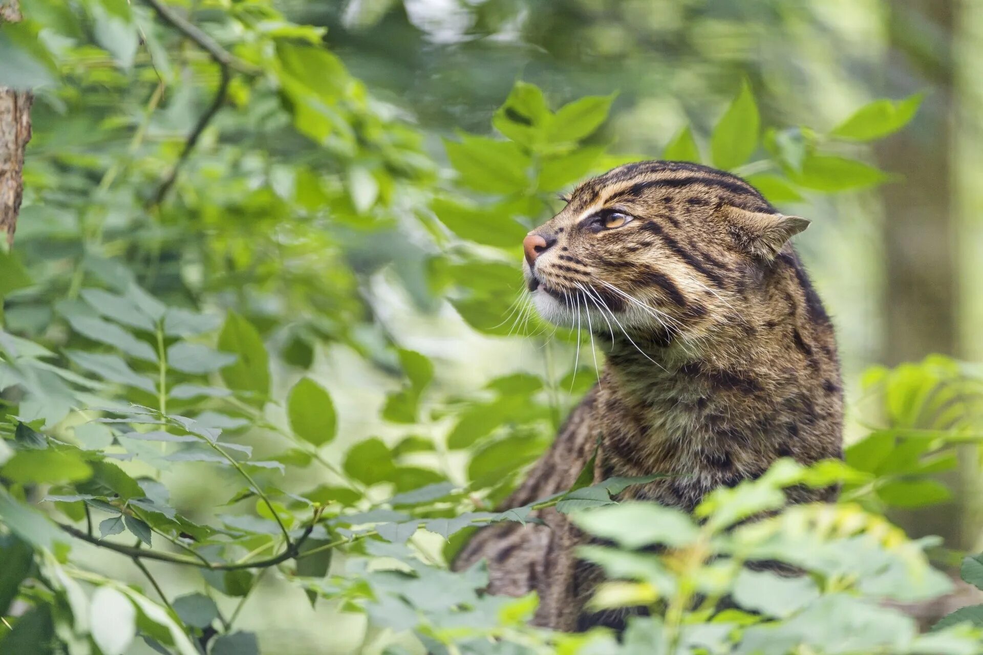 Кот дикий Лесной камышовый Амурский. Европейский Лесной кот камышовый. Дальневосточный камышовый кот. Виверровый кот рыболов. Песни дикая кошка