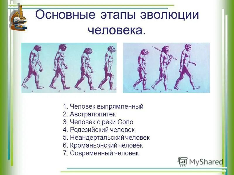 Этапы эволюции человека таблица 9 класс биология
