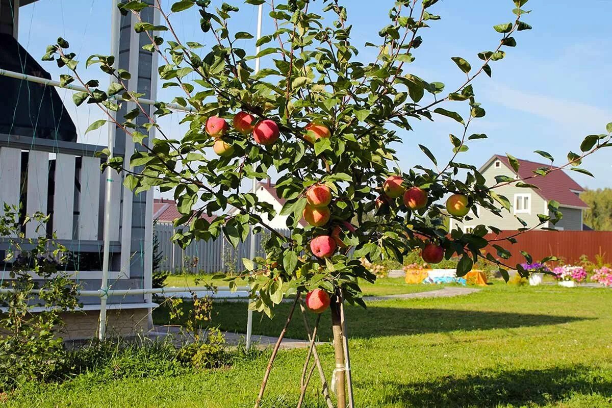 Фруктовые карликовые. Яблоня Медуница шпалера. Яблоня Медуница. Яблоня летняя Коваленковское. Яблоня Медуница дерево.