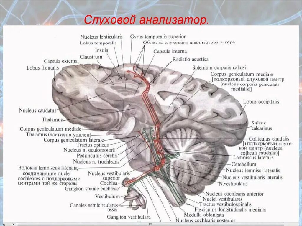 Слуховой нерв в мозге. Слуховой анализатор слуховой нерв. Волокна слухового нерва строение. Ход слухового анализатора. Нерв слухового анализатора.