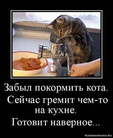 Мы сегодня кушать будем мужское. Забыл покормить кота. Покорми котика. Шутки про готовку. Не забудь покормить кота.