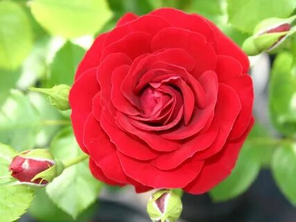 F rose