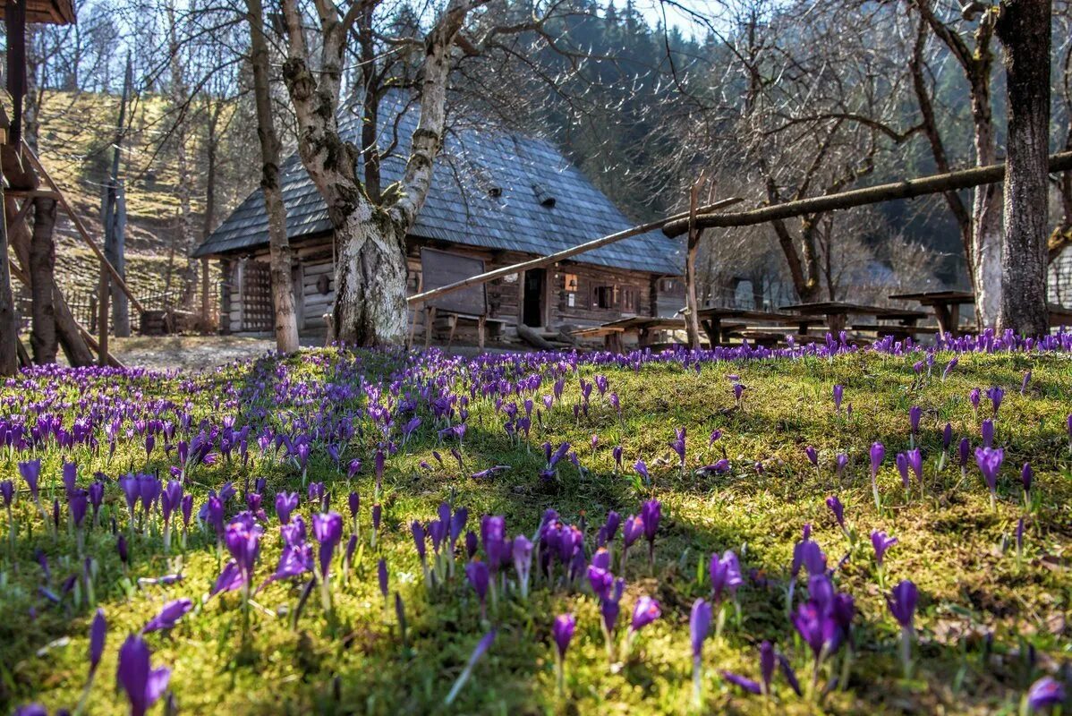 Долина крокусов в селе Колочава. Природа весной. Весенняя природа. Весенний пейзаж. Работа деревне весной