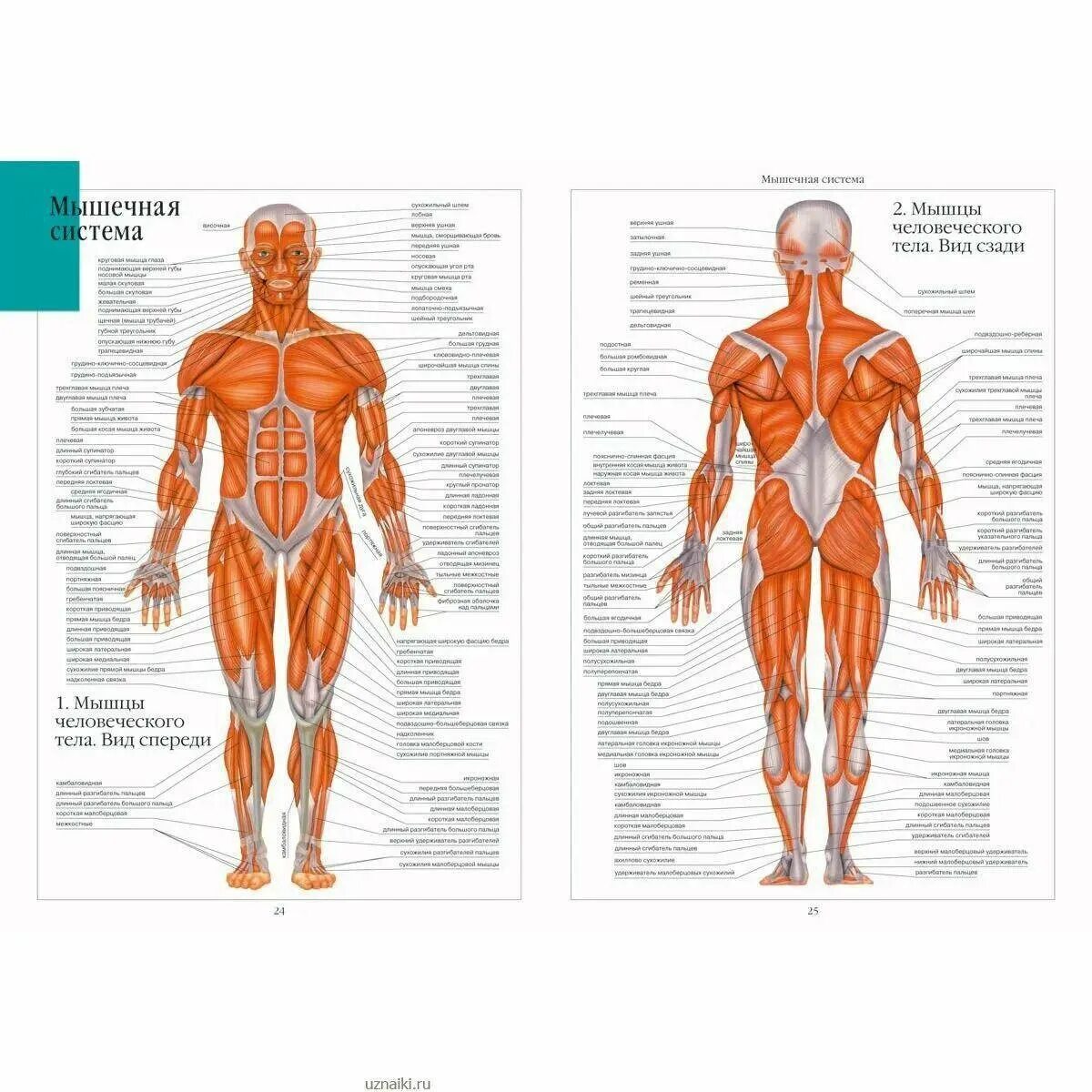Анатомия картинки. Анатомический атлас мышц человека. Строение человека мужчины спереди. Схема мышц спереди. Мышцы туловища человека анатомия атлас.