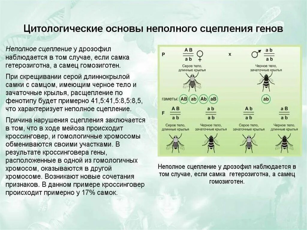 Сцепленное наследование генов и кроссинговер. Задачи на сцепленное с у хромосомой наследование. Теория сцепленного наследования. Генетика задачи на сцепленное наследование.