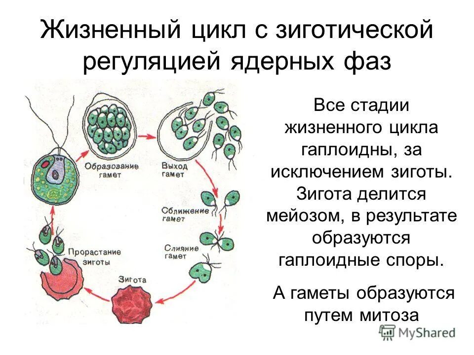 Жизненный цикл с зиготической редукцией. Гаплоидные стадии жизненного цикла. Гаплофазный жизненный цикл с зиготической редукцией.