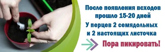 пикирование рассады что это. когда пикировать перец после всходов по лунному. пикировка перца. пикировка перца на рассаду. когда пикировать помидоры после всходов.