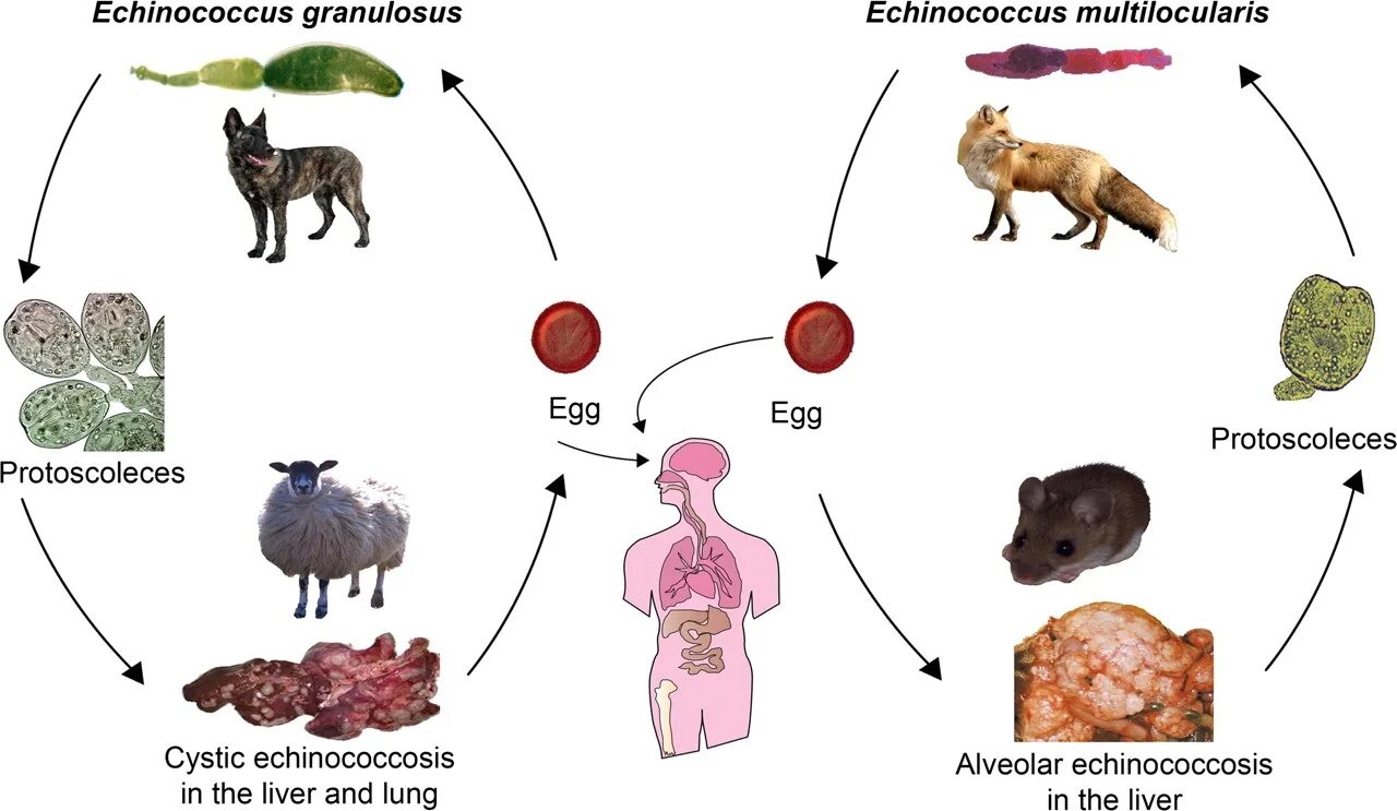 Echinococcus granulosus Life Cycle. Жизненный цикл эхинококка гранулосус. Эхинококкоз мультилокулярис.