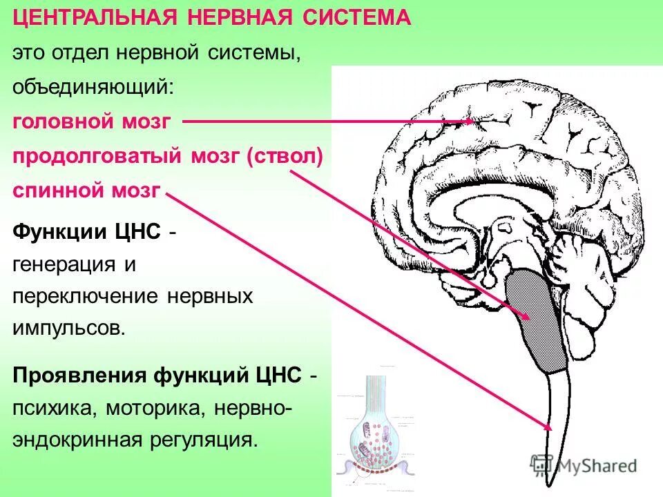 нерв центр. рис 75 центральная и периферическая нервная система. структуры центральной нервной системы. структуры центральной нервной системы человека. нерв центр.