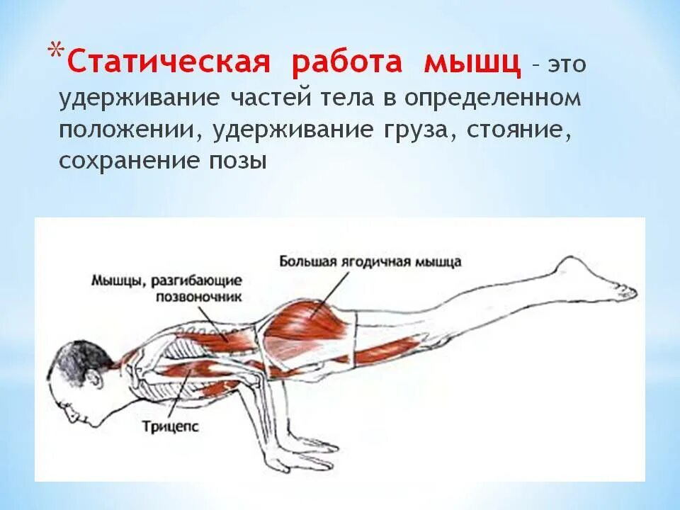 Изолированное положение. Работа мышц. Динамическая и статическая работа мышц. Ласточка упражнение для спины. Динамическая нагрузка на мышцы.