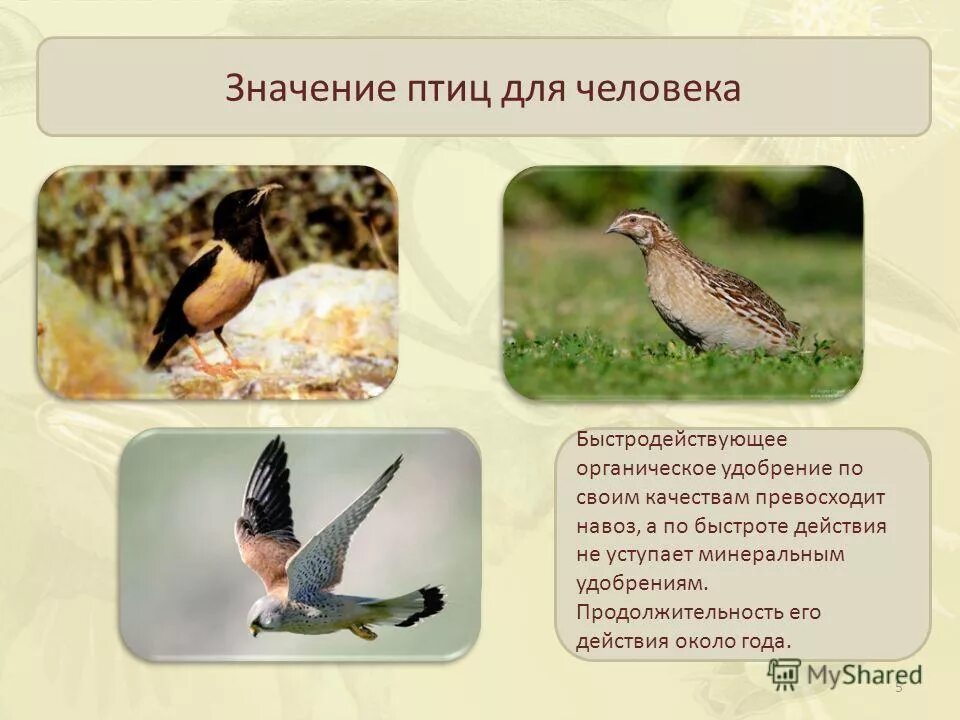 Биология 7 класс значение птиц в природе. Роль птиц в жизни человека. Значение птиц для человека. Птицы в жизни человека. Роль птиц в природе.