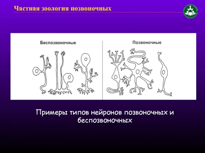 Мышцы беспозвоночных. Зоология позвоночных и беспозвоночных. Примеры позвоночных. Типы нефронов позвоночных. Нервные клетки позвоночных и беспозвоночных.