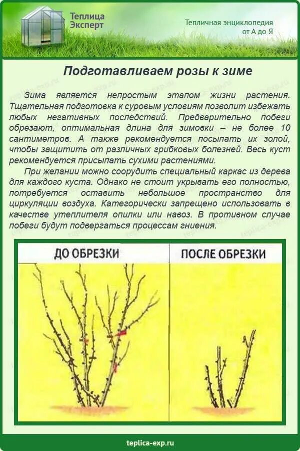 При какой температуре можно открывать розы весной. Схема обрезки чайно-гибридных роз. Обрезка чайно-гибридных роз весной. Обрезка роз осенью чайно гибридных роз. Посадка чайно гибридных роз.