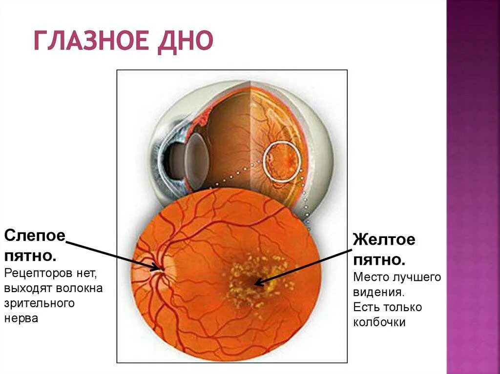 Строение желтого пятна глаза. Глазное дно рисунок. Проверка глазного дна. Нормальное глазное дно. Место выхода зрительного нерва из сетчатки.