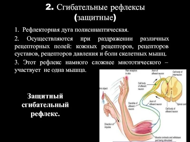 Рефлексы мышц. Сгибательный рефлекс физиология. Рефлекс сгибания физиология. Сгибательные рефлексы это физиология. Сгибательный рефлекс физиология рецепторы.